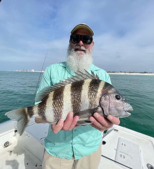 Sheepshead Surprise: Hooked on the Striped Beauty